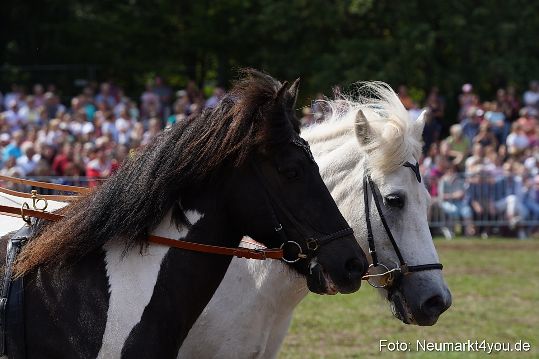 Pferde und Fohlenschau 2022 0282 